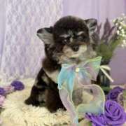 ヒメ日記 2026/03/30 18:35 投稿 しいな シャブール