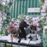 ヒメ日記 2026/05/04 16:01 投稿 しいな シャブール