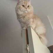 ヒメ日記 2025/08/14 10:07 投稿 ひかる ハッピーブリッジ