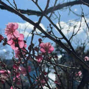 ヒメ日記 2025/03/14 08:49 投稿 りえ 美熟女倶楽部Hip's 春日部店