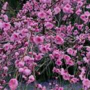 ヒメ日記 2026/04/05 22:51 投稿 りえ 美熟女倶楽部Hip's 春日部店