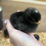 ヒメ日記 2025/07/26 09:21 投稿 あすな コスプレ痴漢電車