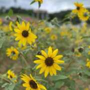ヒメ日記 2025/07/29 09:23 投稿 あすな コスプレ痴漢電車