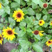 ヒメ日記 2025/07/05 09:10 投稿 あすな 全裸SUPERプレミアム