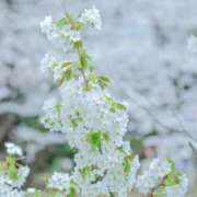 ヒメ日記 2024/04/09 14:15 投稿 りな ロイヤルヴィトン(宇都宮)