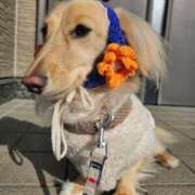 ヒメ日記 2024/12/12 10:19 投稿 ヒトミ ヴィーナス(金津園)