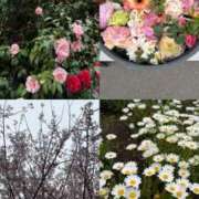 ヒメ日記 2025/03/24 15:18 投稿 ここみ 成田人妻花壇