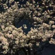 ヒメ日記 2025/03/26 20:04 投稿 ここみ 成田人妻花壇