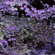 ヒメ日記 2025/04/13 13:14 投稿 ここみ 成田人妻花壇