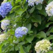 ヒメ日記 2025/06/12 18:13 投稿 ここみ 成田人妻花壇