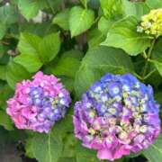 ヒメ日記 2025/06/14 23:17 投稿 ここみ 成田人妻花壇