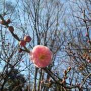 ヒメ日記 2026/01/26 23:16 投稿 ここみ 成田人妻花壇