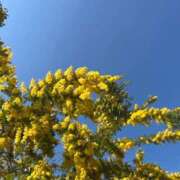 ヒメ日記 2026/03/15 10:55 投稿 ここみ 成田人妻花壇