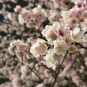 ヒメ日記 2026/03/26 23:19 投稿 ここみ 成田人妻花壇