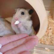 ヒメ日記 2025/02/08 20:38 投稿 りんか ラッシュアワー