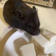 ヒメ日記 2025/02/25 20:02 投稿 りんか ラッシュアワー