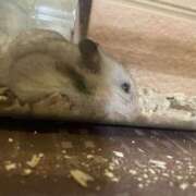 ヒメ日記 2025/03/09 21:07 投稿 りんか ラッシュアワー