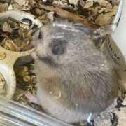 ヒメ日記 2025/04/07 20:44 投稿 りんか ラッシュアワー