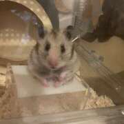 ヒメ日記 2025/04/20 20:42 投稿 りんか ラッシュアワー