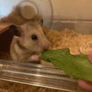 ヒメ日記 2025/06/21 16:24 投稿 りんか ラッシュアワー