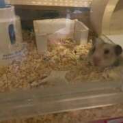 ヒメ日記 2025/07/30 21:24 投稿 りんか ラッシュアワー