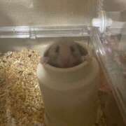 ヒメ日記 2025/09/02 20:02 投稿 りんか ラッシュアワー