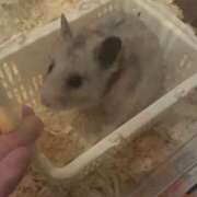 ヒメ日記 2025/09/29 17:43 投稿 りんか ラッシュアワー