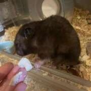 ヒメ日記 2025/10/28 16:11 投稿 りんか ラッシュアワー