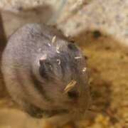 ヒメ日記 2026/01/09 12:40 投稿 りんか ラッシュアワー