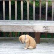 ヒメ日記 2025/03/29 00:52 投稿 ゆうき 成田人妻花壇