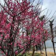 ヒメ日記 2026/02/12 14:50 投稿 ゆうき 成田人妻花壇