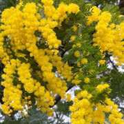 ヒメ日記 2026/03/11 21:36 投稿 ゆうき 成田人妻花壇