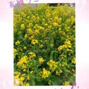 ヒメ日記 2025/04/23 12:58 投稿 羽山 響 五十路マダム富山店(カサブランカグループ)