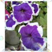 ヒメ日記 2025/06/14 16:28 投稿 羽山 響 五十路マダム富山店(カサブランカグループ)