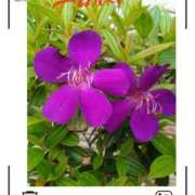 ヒメ日記 2025/06/27 19:02 投稿 羽山 響 五十路マダム富山店(カサブランカグループ)