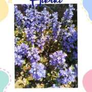 ヒメ日記 2025/07/06 11:20 投稿 羽山 響 五十路マダム富山店(カサブランカグループ)