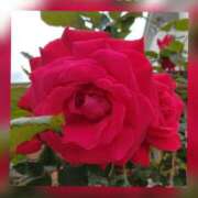 ヒメ日記 2025/07/08 10:38 投稿 羽山 響 五十路マダム富山店(カサブランカグループ)