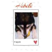 ヒメ日記 2025/09/11 13:00 投稿 羽山 響 五十路マダム富山店(カサブランカグループ)