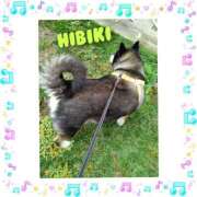 ヒメ日記 2025/11/06 17:32 投稿 羽山 響 五十路マダム富山店(カサブランカグループ)