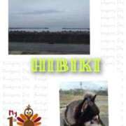 ヒメ日記 2025/11/13 10:54 投稿 羽山 響 五十路マダム富山店(カサブランカグループ)