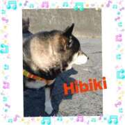 ヒメ日記 2025/12/18 14:48 投稿 羽山 響 五十路マダム富山店(カサブランカグループ)