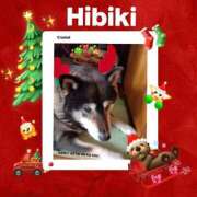 ヒメ日記 2025/12/20 18:06 投稿 羽山 響 五十路マダム富山店(カサブランカグループ)