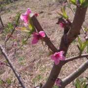 ヒメ日記 2025/03/25 15:50 投稿 ののは 即トク奥さん