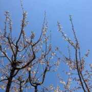 ヒメ日記 2025/03/22 17:25 投稿 三日月ひかる コウテイ