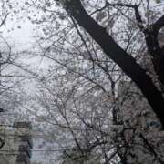 ヒメ日記 2025/04/02 13:18 投稿 三日月ひかる コウテイ