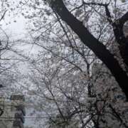 ヒメ日記 2025/04/02 13:33 投稿 三日月ひかる コウテイ