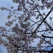 ヒメ日記 2025/04/04 08:55 投稿 三日月ひかる コウテイ