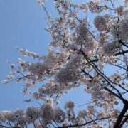 ヒメ日記 2025/04/08 08:49 投稿 三日月ひかる コウテイ