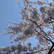 ヒメ日記 2025/04/08 09:05 投稿 三日月ひかる コウテイ