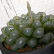 ヒメ日記 2025/04/15 09:06 投稿 三日月ひかる コウテイ